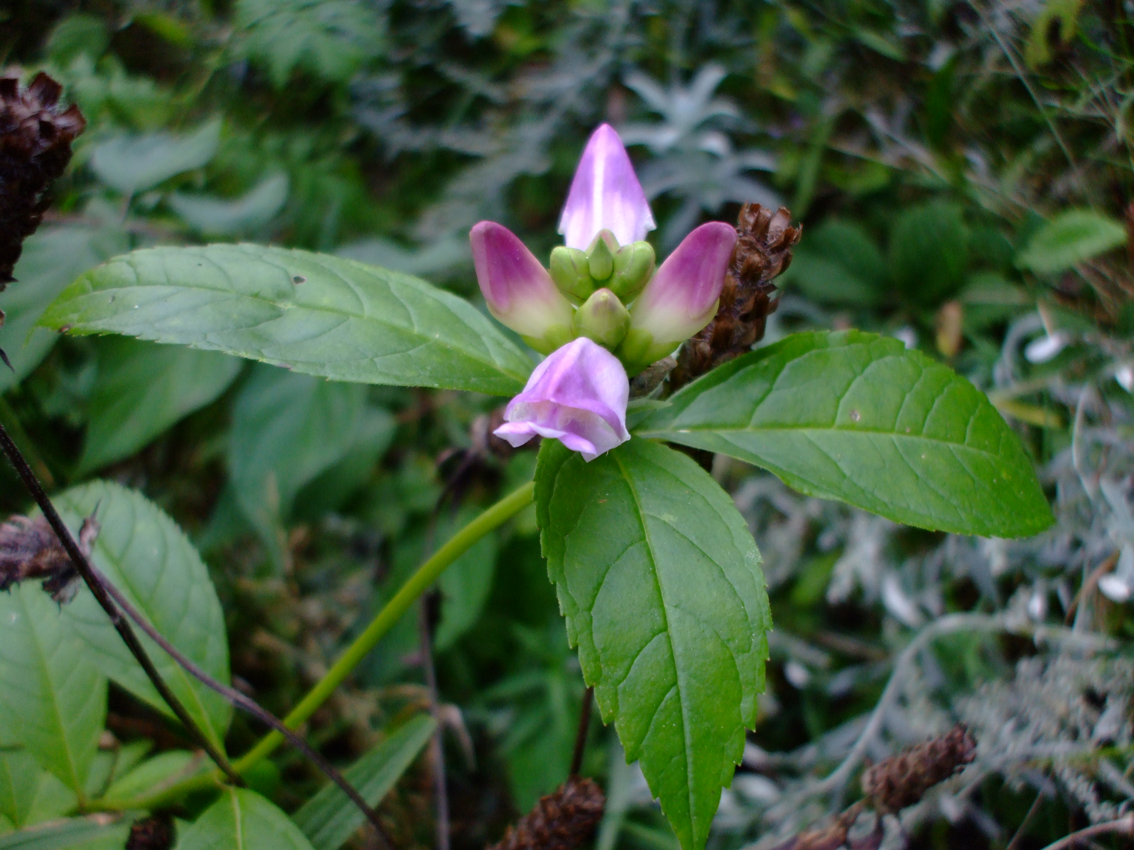 Chelone obliqua